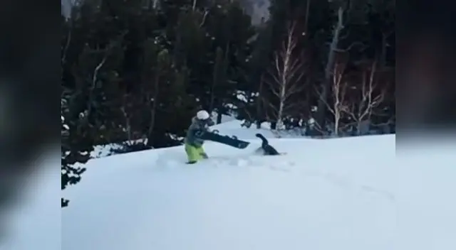 El urogallo resultó "ganador" de "la pelea del año"