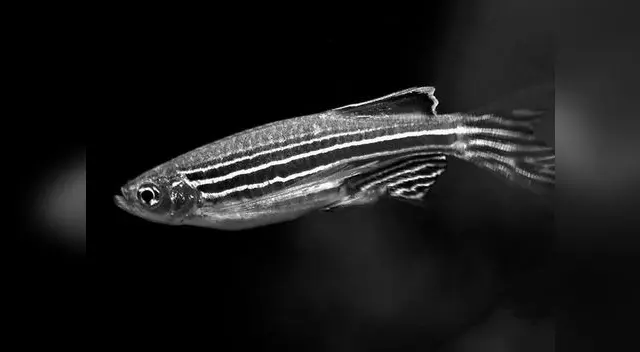 Más de 6800 peces cebra han sido incautados en la última década mientras eran trasladados por facinerosos traficantes