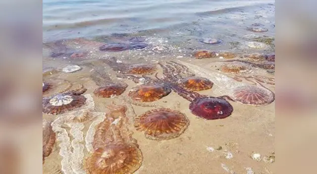 El contacto con las malaguas pueden producir urticaria y hasta ampollas en la piel humana El contacto con las malaguas pueden producir urticaria y hasta ampollas en la piel humana