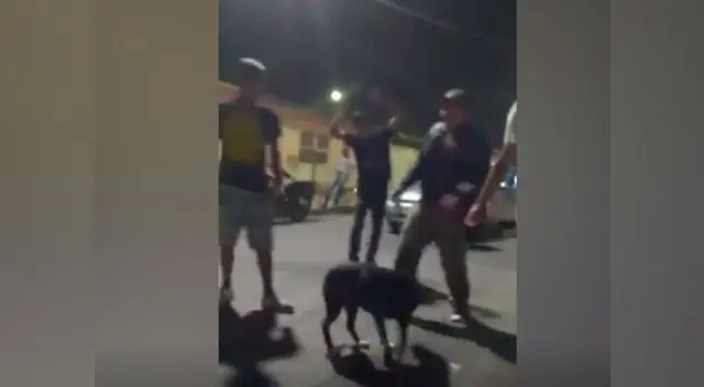 “Firulays metalero”. Toda una tendencia en las redes sociales, descubra de qué se trata