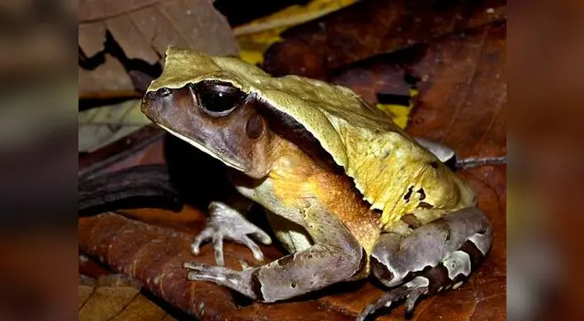 Este sapo imita a una serpiente venenosa para evitar a los depredadores