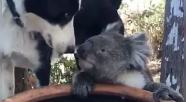 El video cuenta con más de 200 mil reproducciones hasta el momento El video cuenta con más de 200 mil reproducciones hasta el momento