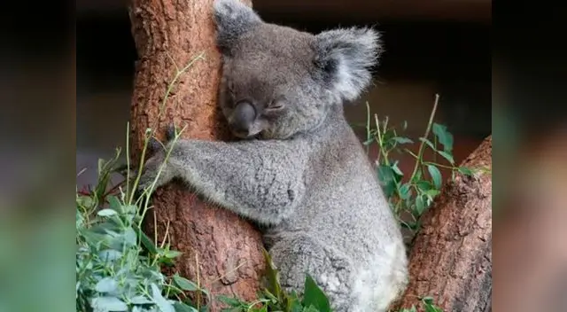 Han muerto alrededor de cien mil millones de animales Han muerto alrededor de cien mil millones de animales