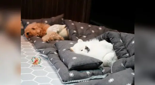 Puppy Spring es una guardería en Corea del Sur que cuida a perros mayores de 12 semanas Puppy Spring es una guardería en Corea del Sur que cuida a perros mayores de 12 semanas