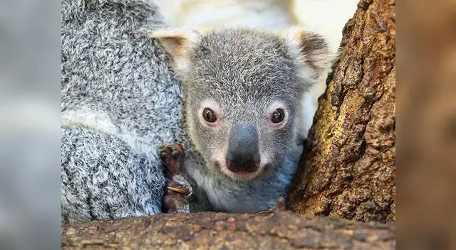 “Muchos de los primos de 'Hope' en Australia siguen enfrentando la devastación de los incendios” indicó Zoo Miami