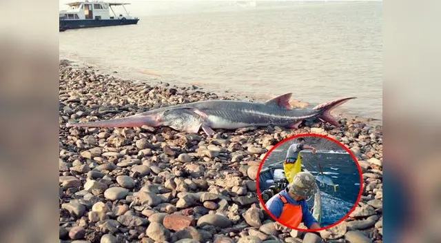 El pez remo gigante chino o “rey de los peces de agua dulce”, vivía en el río Yangtsé El pez remo gigante chino o “rey de los peces de agua dulce”, vivía en el río Yangtsé