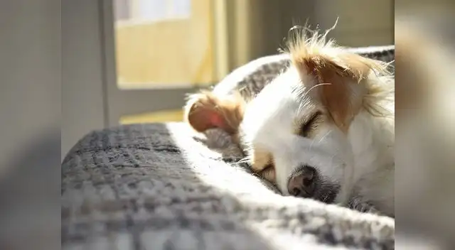 Cuidarlos es nuestra responsabilidad Cuidarlos es nuestra responsabilidad