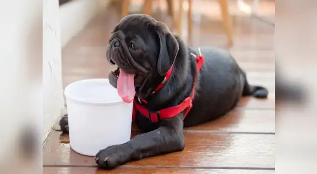 Un golpe de calor en nuestros peludos es un incremento de calor interno Un golpe de calor en nuestros peludos es un incremento de calor interno