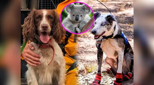 Los koalas se camuflan en lo alto de las copas de los árboles y son difíciles de detectar para el ojo humano, pero no para los canes Los koalas se camuflan en lo alto de las copas de los árboles y son difíciles de detectar para el ojo humano, pero no para los canes