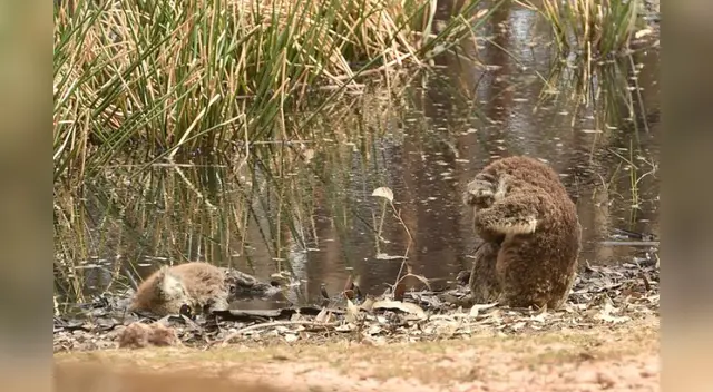 Hasta el momento más de la mitad de los 50,000 koalas de la isla pueden haber muerto en las llamas