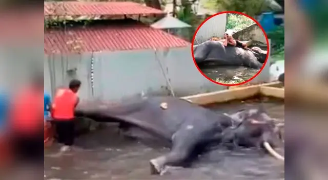 El maltrato que sufren los elefantes en La India adquiere proporciones inimaginables