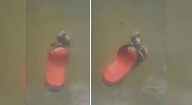 En el video se observa a la rata flotando encima de una chancleta 