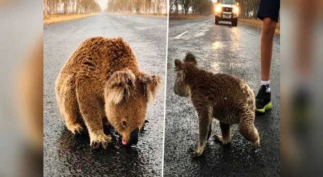 Pamela Schramm compartió el video del koala en su cuenta de Facebook Pamela Schramm compartió el video del koala en su cuenta de Facebook