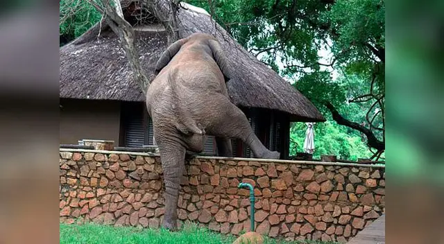 En las imágenes se ve al elefante cuando levanta una pata tras otra para pasar la enorme valla En las imágenes se ve al elefante cuando levanta una pata tras otra para pasar la enorme valla