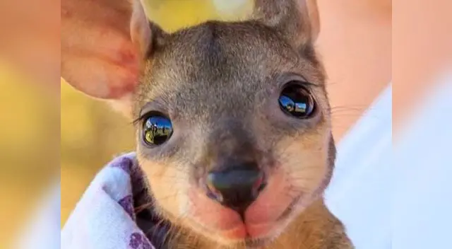 Canguros bebés rescatados enternecen las redes sociales Canguros bebés rescatados enternecen las redes sociales