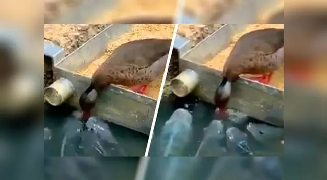 Pato alimentando a peces se vuelve viral