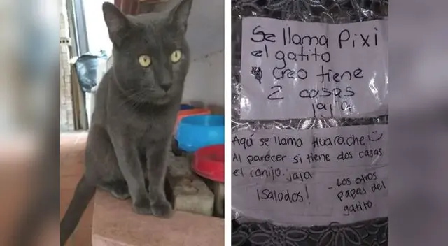 El gato jamás pensó que lo descubrirían 