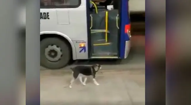 Perrito espera todos los días a chofer que le da de comer y es viral en redes
