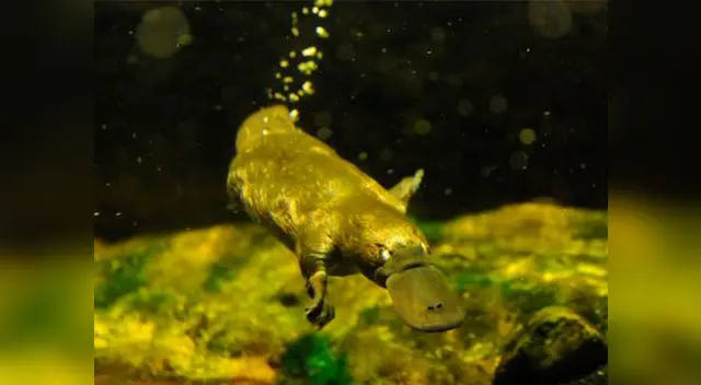 Su población disminuirá entre 47% y 66% en los próximos 50 años Su población disminuirá entre 47% y 66% en los próximos 50 años