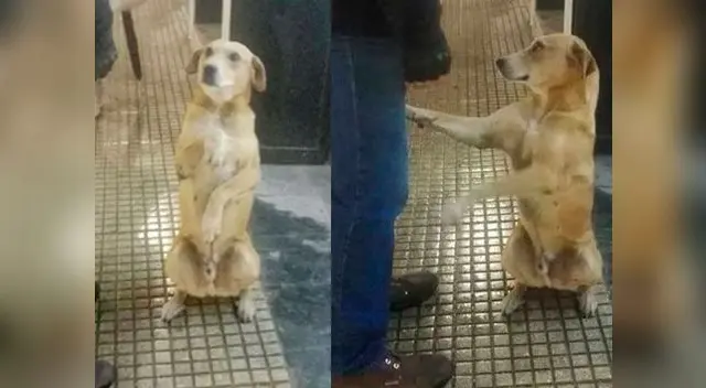 Perro pidiendo comida se vuelve viral en Facebook