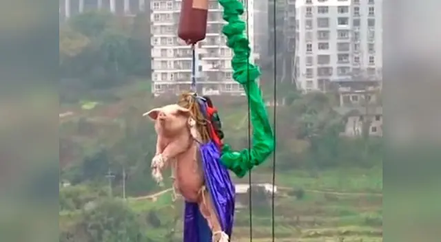 Cerdo es obligado a realizar puenting en China Cerdo es obligado a realizar puenting en China