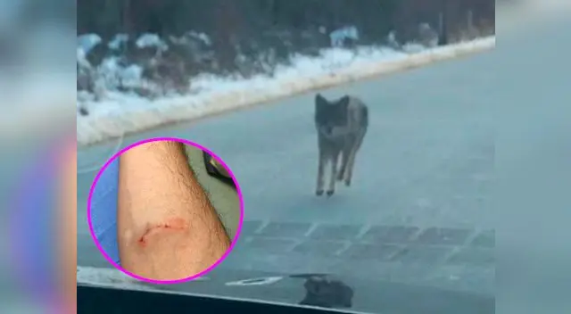 Según la Policía local, otros residentes también tuvieron inconvenientes con el coyote ese mismo día