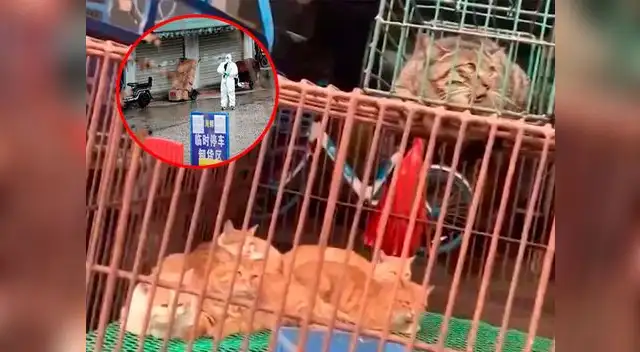 En el mercado se vendían productos del mar y animales salvajes sin ningún tipo de control sanitario