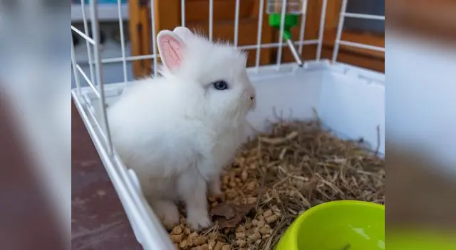 Su jaula debe tener suficiente espacio y nunca le debe faltar agua.