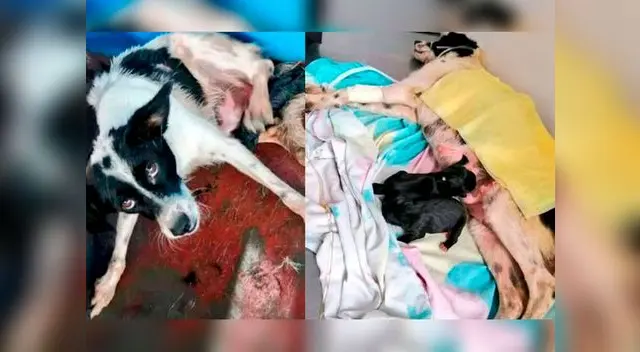 Para ayudar, puedes comunicarte a los números 949356111 y 996093515 