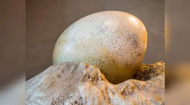 El huevo de dinosaurio está valorizado en más de 12 mil dólares