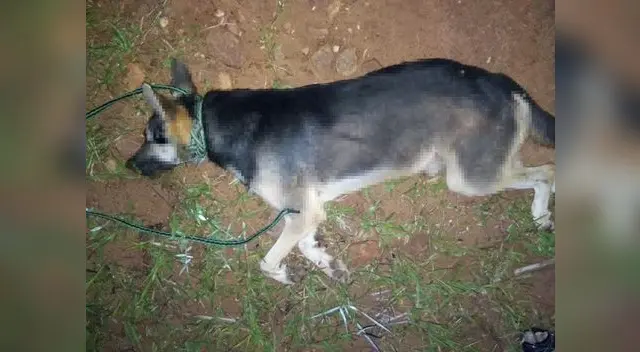 El sujeto cumpliría 2 años de cárcel y deberá pagar una multa por matar a su perro