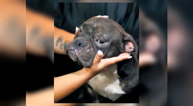 Blacky y Rocky, perritos de Joselyn Rivera. Ellos, al ver que su dueña era atacada, trataron de defenderla con sus ladridos y acercándose al agresor. Sin embargo, Llauca Zapara le tiró una piedra a uno de ellos y le causó un corte en la pata al otro