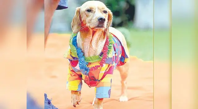 Los animalitos mayores la necesitan porque sus defensas están bajas Los animalitos mayores la necesitan porque sus defensas están bajas