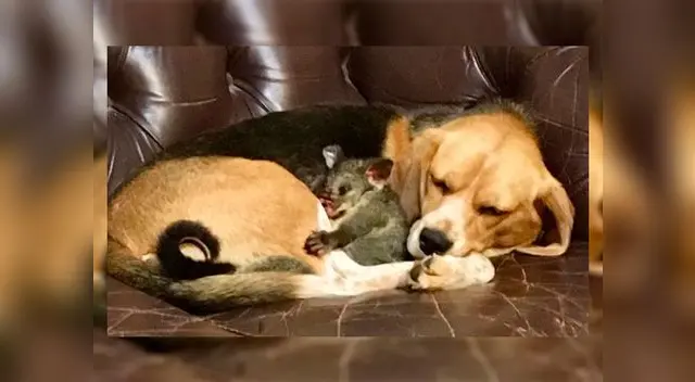 “Creo que esa zarigüeya pensó que Molly era su madre, y viceversa”, indicó el dueño de Molly “Creo que esa zarigüeya pensó que Molly era su madre, y viceversa”, indicó el dueño de Molly