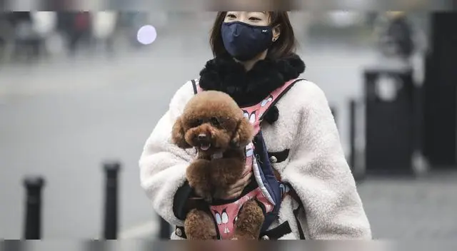 La Organización Mundial de la Salud no indicó que animales como perros o gatos puedan contraer esta enfermedad La Organización Mundial de la Salud no indicó que animales como perros o gatos puedan contraer esta enfermedad