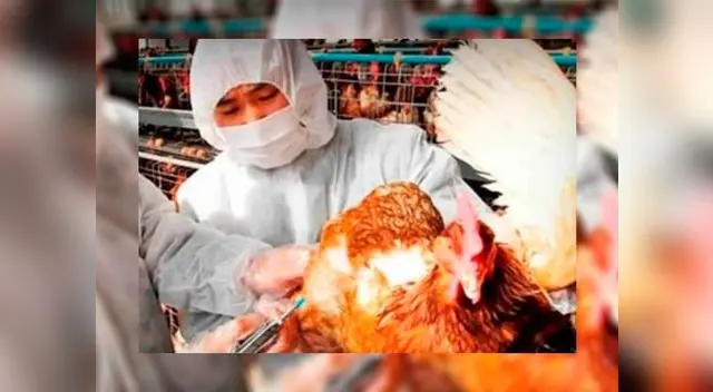 La OMS la transmisión de la enfermedad es difícil que se produzca de persona a persona