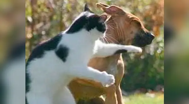 Video de gato boxeando a un perro se vuelve viral