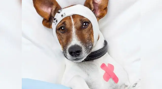 Cancer en perros y gatos