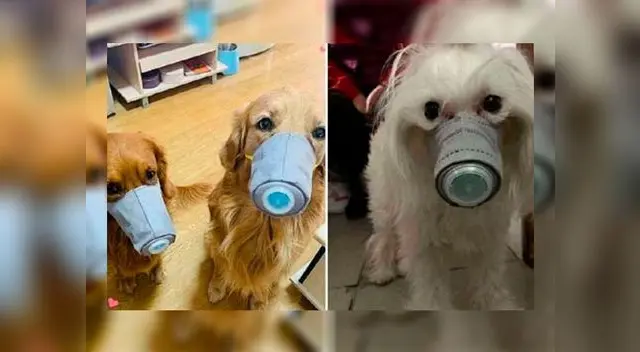 “Si sus gatos o perros están solos y usted me permite entrar (a su casa), puedo ayudarlo a alimentarlos”, indicó una voluntaria “Si sus gatos o perros están solos y usted me permite entrar (a su casa), puedo ayudarlo a alimentarlos”, indicó una voluntaria