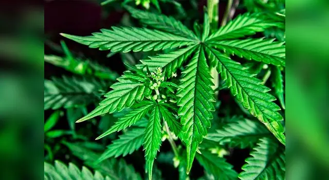 Auroridades de Nueva Escocia, en Canadá, investigan a la empresa que sirvió esos alimentos