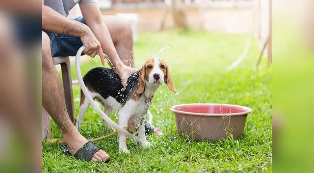 Darle un chapuzón lo refrescará.