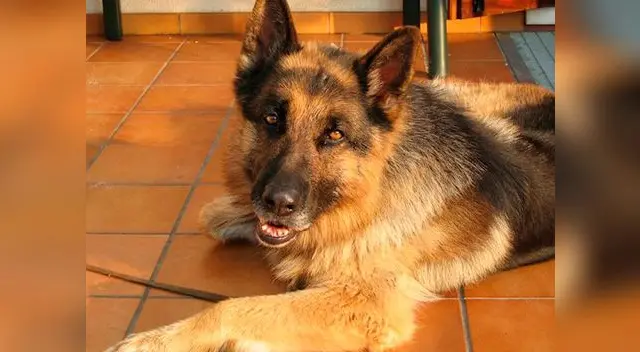 Perro detecta que su dueña tenía cáncer de mama Perro detecta que su dueña tenía cáncer de mama