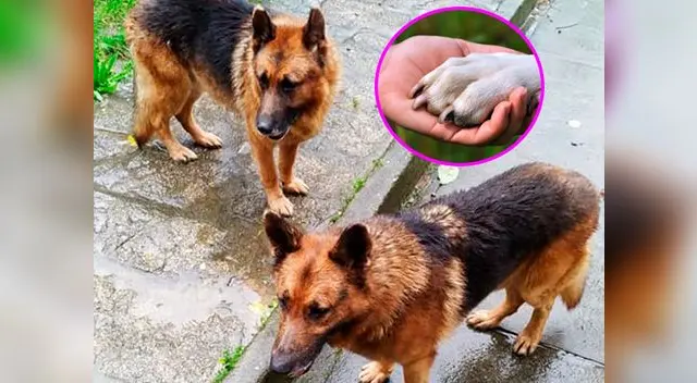 Los canes están en busca de una nueva familia que quiera acogerlos Los canes están en busca de una nueva familia que quiera acogerlos