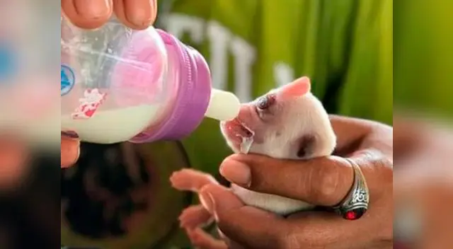 Perro nace con un solo ojo en Tailandia