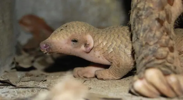 El pangolín es conocido por ser el animal más traficado del planeta