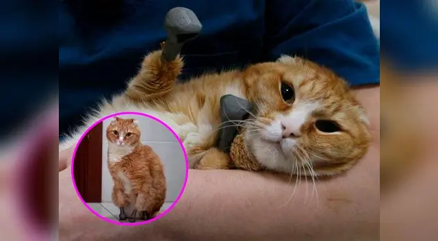 Ryzhik fue el primer gato en el mundo en tener los cuatros miembros artificiales, pero no es el único animal Ryzhik fue el primer gato en el mundo en tener los cuatros miembros artificiales, pero no es el único animal