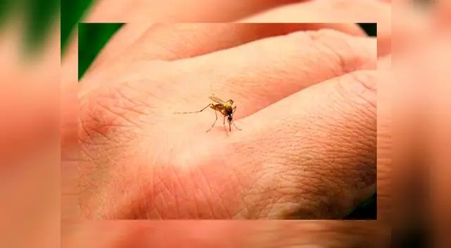 Zancudo Aedes aegypti, vector que transmite el dengue