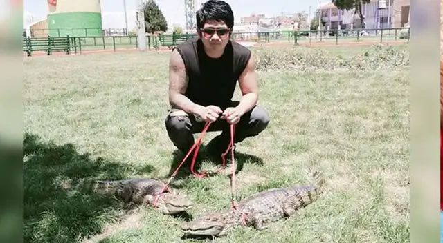 Poder Judicial condenó a sujeto que criaba caimanes como mascota en su vivienda de Puno Poder Judicial condenó a sujeto que criaba caimanes como mascota en su vivienda de Puno