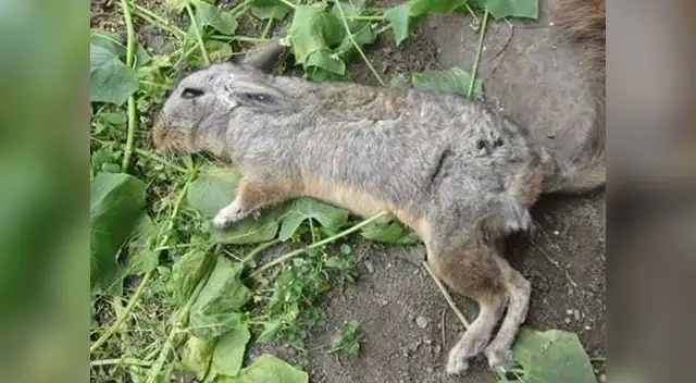 Traficantes de terreno matan y destruyen hogar de vizcachas
