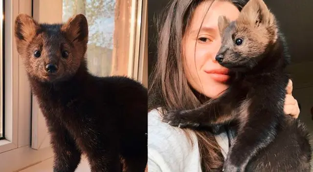 En Rusia hay alrededor de 70 granjas que crían y matan a estos animales. En Rusia hay alrededor de 70 granjas que crían y matan a estos animales.
